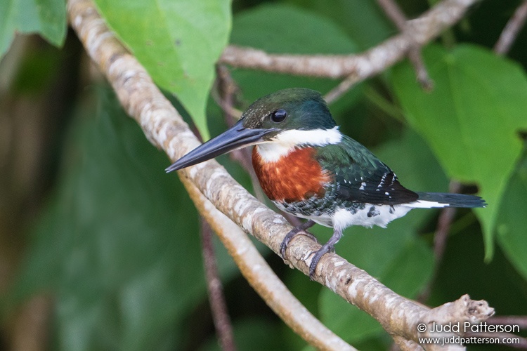 Green Kingfisher, Honduras
